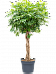 Easy-Care Umbrella Tree Schefflera arboricola 'Compacta' Tall Indoor House Plants Trees