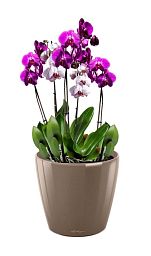 Blooming Orchids in LECHUZA CLASSICO LS Self-watering Planter, Total Height 60 cm