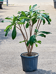 Lush Paperbush Edgeworthia chrysantha Outdoor Plants