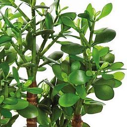 CRASSULA OVATA Artificial Tree Plant
