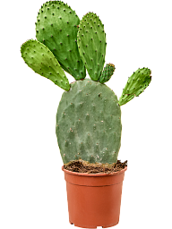 Easy-Care Barbary Fig Opuntia indica Indoor House Plants