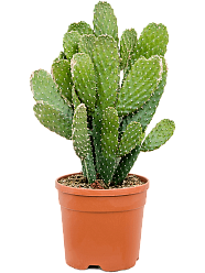 Easy-Care Prickly Pear Cactus Opuntia consolea Indoor House Plants