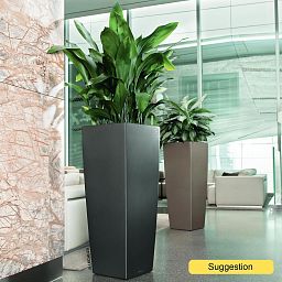 Shade-loving Cast Iron Plant Aspidistra elatior Indoor House Plants