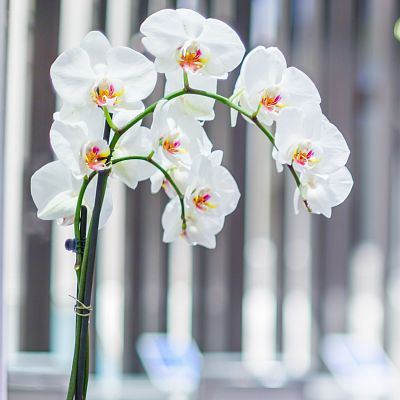 Orchid Feed for Plant Care Fertiliser by Plantsmith