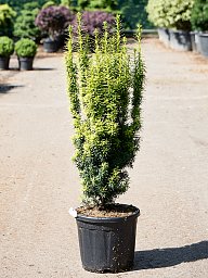 Photogenic English Yew Taxus baccata 'Fastigiata David' Outdoor Plants