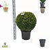 Buxus sempervirens Bol 60