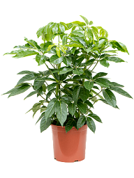 Cheerful Umbrella Tree Schefflera actinophylla 'Amate' Indoor House Plants