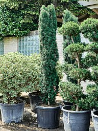 Photogenic English Yew Taxus baccata 'Fastigiata Robusta' Outdoor Plants