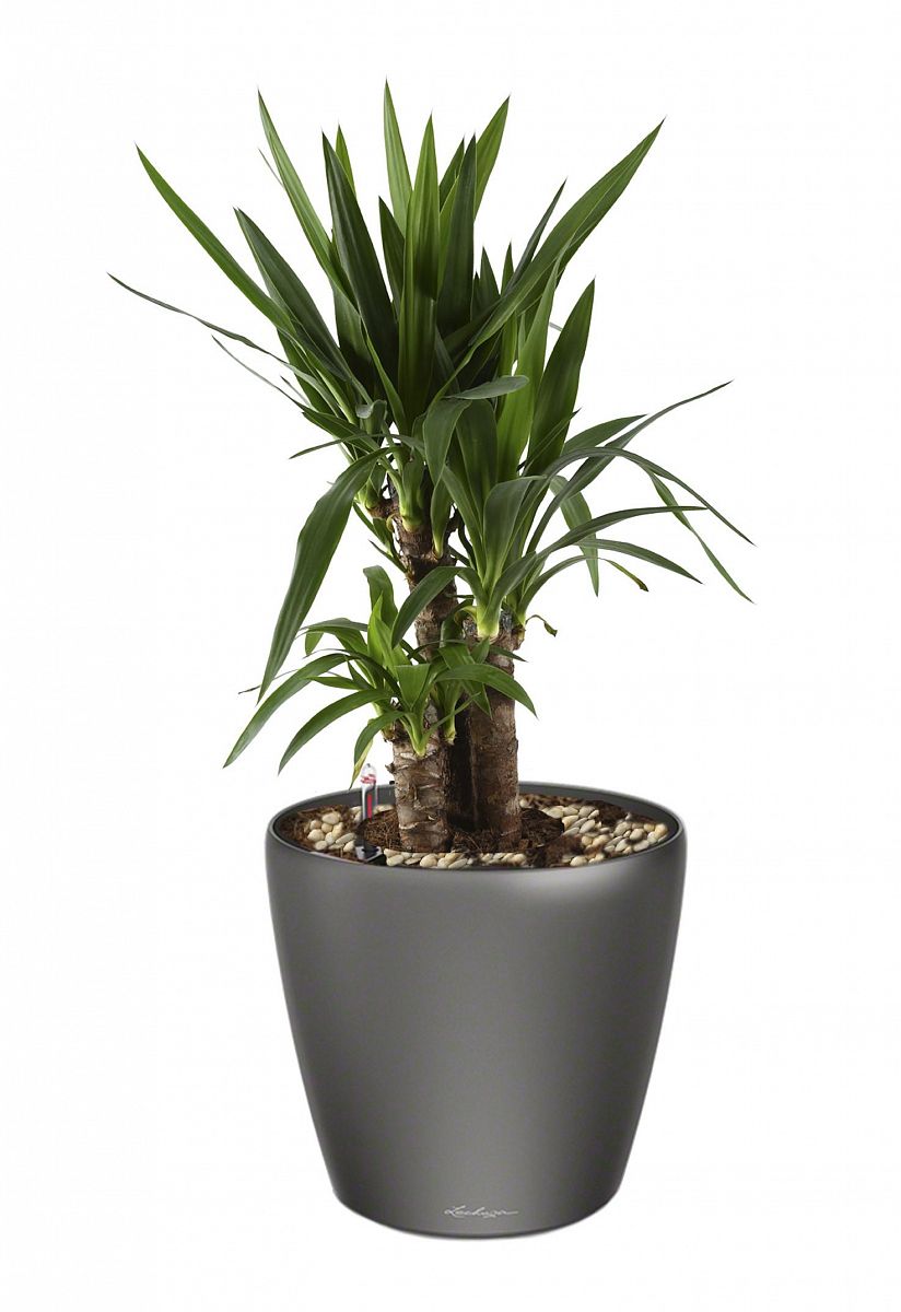 Yucca in LECHUZA CLASSICO LS Self-watering Planter, Total Height 80 cm