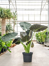 Lush Elephant Ear Alocasia 'Regal Shields' Indoor House Plants