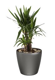 Yucca in LECHUZA CLASSICO LS Self-watering Planter, Total Height 80 cm