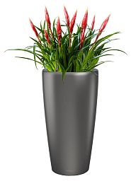 Blooming Vriesea Astrid in LECHUZA RONDO Self-watering Planter, Total Height 90 cm