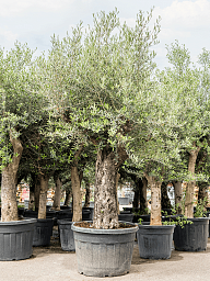 Showy Olive Olea europaea