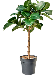 Ficus elastica 'Cloe'