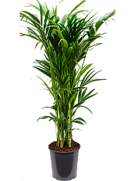 Lush Sentry Palm Kentia (Howea) forsteriana Indoor House Plants