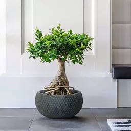 IDEALIST Lite Honeycomb Style Bowl Outdoor Planter
