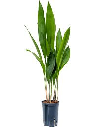 Shade-loving Cast Iron Plant Aspidistra elatior Indoor House Plants