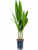 Shade-loving Cast Iron Plant Aspidistra elatior Indoor House Plants