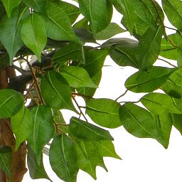 Ficus Contract Artificial Tree Plant