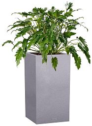 Philodendron Xanadu in LECHUZA CANTO Stone High Self-watering Planter, Total Height 90 cm