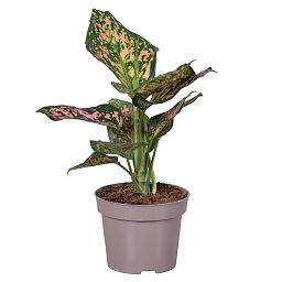 Shade-loving Chinese Evergreen Aglaonema Stripe Indoor House Plants