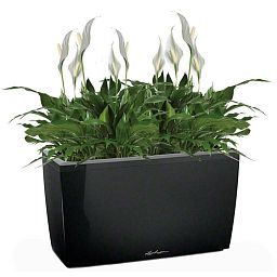 Blooming Spathiphyllum Chopin in LECHUZA CARARO Self-watering Planter, Total Height 70 cm