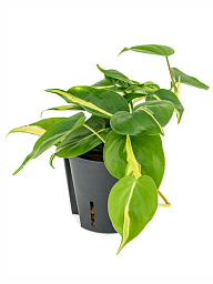 Lush Heart-Leaf Philodendron scandens 'Brasil' Indoor House Plants