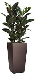 Ficus Elastica Abidjan in LECHUZA CUBICO Self-watering Planter, Total Height 190 cm