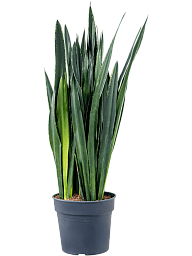 Easy-Care Snake Plant Sansevieria trifasciata 'Black Tiger' Indoor House Plants