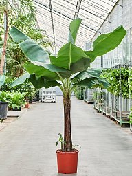 Lush Banana Plant Musa 'Dwarf Cavendish' Tall Indoor House Plants Trees