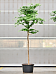 Lush Verawood Bulnesia arborea Tall Indoor House Plants Trees