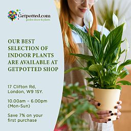 Lush Fishtail Palm Caryota mitis (650-725) Indoor House Plants