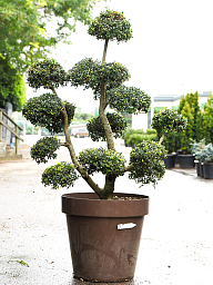 Cute Japanese Holly Ilex crenata 'Kinme' Outdoor Plants