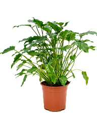 Lush Heart-Leaf Philodendron 'Xanadu' Indoor House Plants