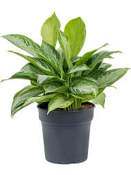 Vibrant Chinese Evergreen Aglaonema 'Silver Bay' Indoor House Plants