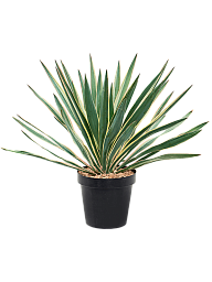 Photogenic Mound Lily Yucca gloriosa 'Variegata' Indoor House Plants