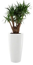 Yucca in LECHUZA RONDO Self-watering Planter, Total Height 180 cm