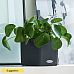 Colorful Baby Rubber Plant Peperomia obtusifolia 'Green Gold' Indoor House Plants