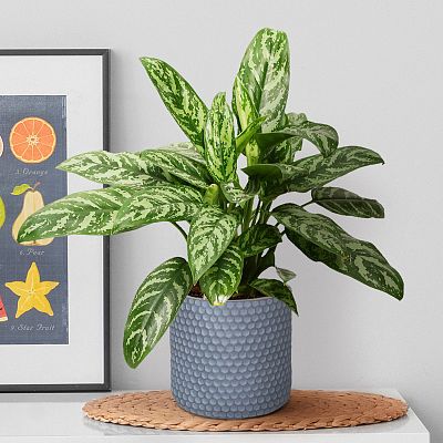 IDEALIST Lite Honeycomb Style Table and Hanging Cylinder Round Plant Pot Dual Use Indoor Planter
