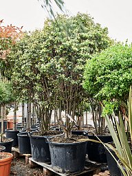 Lush Chinese Fringe Flower Loropetalum chinense (190-230) Indoor House Plants