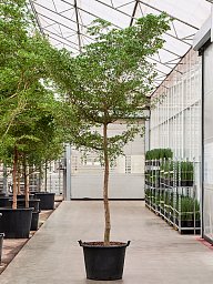 Tropical Black Olive Tree Bucida buceras 'Shady Lady' (800-900)