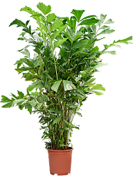 Lush Fishtail Palm Caryota mitis (650-725) Indoor House Plants