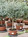 Delicate Cider Gum Eucalyptus gunnii 'Azura' Tall Indoor House Plants Trees