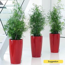 Lush Sicklethorn Asparagus falcatus Indoor House Plants