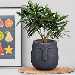 IDEALIST Lite Textured Concrete Effect Oval Indoor Face Pot