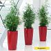 Lush Sicklethorn Asparagus falcatus Indoor House Plants