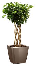 Schefflera Arboricola Gold Capella in LECHUZA QUADRO LS 43 Self-watering Planter, Total Height 180 c
