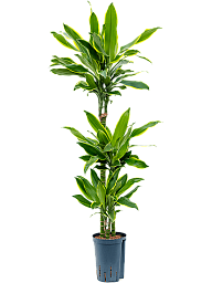 Insta-friendly Corn Plant Dracaena fragrans 'Golden Coast' Tall Indoor House Plants Trees