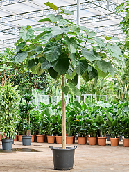 Lush Umbrella Fig Ficus umbellata Tall Indoor House Plants Trees