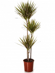 Dracaena marginata 'Bicolor' W30 H150 cm